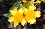 Cedarglade St. Johnswort